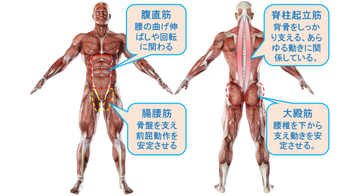 腰を支える4つの筋肉 脊柱起立筋 腹直筋 腸腰筋 大殿筋